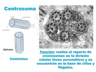 CentrosomaFunción: realiza el reparto de cromosomas en la división celular (huso acromático) y se encuentran en la base de cilios y flagelos.Centriolos