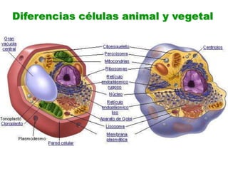 Diferencias células animal y vegetal