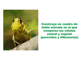 Construye un cuadro de doble entrada en el que compares las células animal y vegetal (parecidos y diferencias)