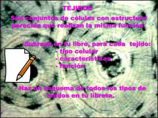TEJIDOSSon conjuntos de células con estructura parecida que realizan la misma función.Subraya en tu libro, para cada  tejido:                    - tipo celular                     - características                    - función- Haz un esquema de todos los tipos de tejidos en tu libreta.