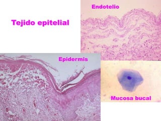 EndotelioTejido epitelialEpidermisMucosa bucal
