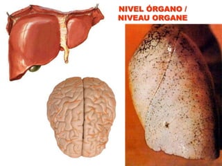 NIVEL ÓRGANO / NIVEAU ORGANE