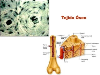 Tejido Óseo