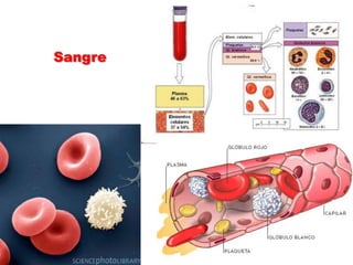 Sangre