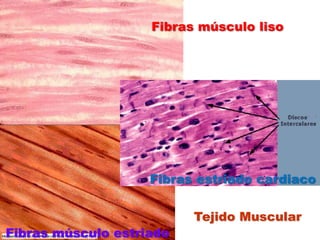 Fibras músculo lisoFibras estriado cardiacoTejido MuscularFibras músculo estriado