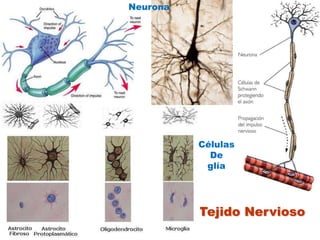NeuronaCélulasDeglíaTejido Nervioso