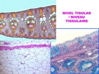NIVEL TISULAR / NIVEAU TISSULAIRE
