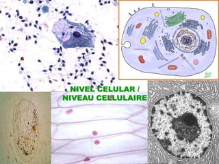 NIVEL CELULAR / NIVEAU CELLULAIRE