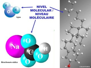 NIVEL MOLECULAR / NIVEAU MOLÉCULAIREAguaBicarbonato sódicoCOLESTEROL