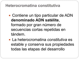 Heterocromatina constitutiva
 Contiene un tipo particular de ADN
denominado ADN satélite,
formado por gran número de
secuencias cortas repetidas en
tándem.
 La heterocromatina constitutiva es
estable y conserva sus propiedades
todas las etapas del desarrollo
 