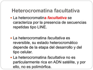 Heterocromatina facultativa
 La heterocromatina facultativa se
caracteriza por la presencia de secuencias
repetidas tipo LINE.
 La heterocromatina facultativa es
reversible, su estado heterocromático
depende de la etapa del desarrollo y del
tipo celular.
 La heterocromatina facultativa no es
particularmente rica en ADN satélite, y por
ello, no es polimórfica.
 