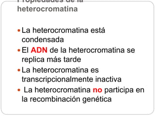 Propiedades de la
heterocromatina
 La heterocromatina está
condensada
 El ADN de la heterocromatina se
replica más tarde
 La heterocromatina es
transcripcionalmente inactiva
 La heterocromatina no participa en
la recombinación genética
 