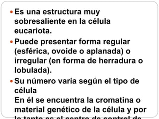  Es una estructura muy
sobresaliente en la célula
eucariota.
 Puede presentar forma regular
(esférica, ovoide o aplanada) o
irregular (en forma de herradura o
lobulada).
 Su número varía según el tipo de
célula
En él se encuentra la cromatina o
material genético de la célula y por
 