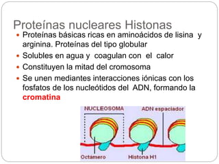 Proteínas nucleares Histonas
 Proteínas básicas ricas en aminoácidos de lisina y
arginina. Proteínas del tipo globular
 Solubles en agua y coagulan con el calor
 Constituyen la mitad del cromosoma
 Se unen mediantes interacciones iónicas con los
fosfatos de los nucleótidos del ADN, formando la
cromatina
 