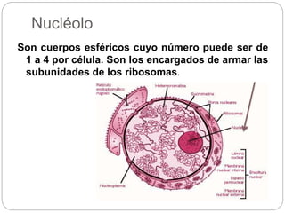 Nucléolo
Son cuerpos esféricos cuyo número puede ser de
1 a 4 por célula. Son los encargados de armar las
subunidades de los ribosomas.
 