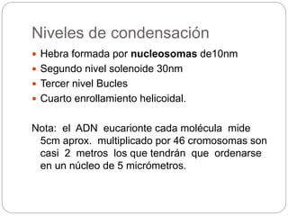 Niveles de condensación
 Hebra formada por nucleosomas de10nm
 Segundo nivel solenoide 30nm
 Tercer nivel Bucles
 Cuarto enrollamiento helicoidal.
Nota: el ADN eucarionte cada molécula mide
5cm aprox. multiplicado por 46 cromosomas son
casi 2 metros los que tendrán que ordenarse
en un núcleo de 5 micrómetros.
 