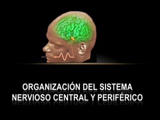 ORGANIZACIÓN DEL SISTEMA
NERVIOSO CENTRAL Y PERIFÉRICO
 