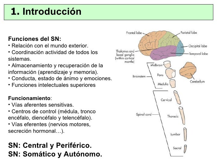 Organización funcional del sistema nervioso. reflejos