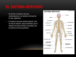 EL SISTEMA NERVIOSO
• Se divide en sistema nervioso
cerebroespinal y en sistema nervioso de
la vida vegetativa.
• El sistema nervioso cerebro espinal, o de
la vida de relación, esta constituido, por el
sistema nervioso central o neuroeje y por
el sistema nervioso periférico.
 