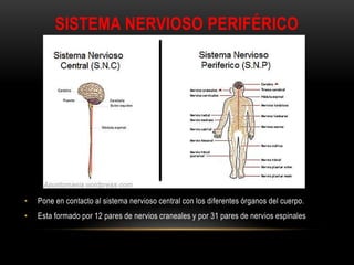 SISTEMA NERVIOSO PERIFÉRICO
• Pone en contacto al sistema nervioso central con los diferentes órganos del cuerpo.
• Esta formado por 12 pares de nervios craneales y por 31 pares de nervios espinales
 