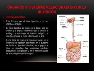 ÓRGANOS Y SISTEMAS RELACIONADOS CON LA
NUTRICIÓN
• SISTEMA DIGESTIVO:
• Esta formado por el tubo digestivo y por las
glándulas anexas.
• El tubo digestivo se inicia en la boca, con los
dientes y la lengua; se continua con la laringe, el
esófago, el estomago, el intestino delgado, el
intestino grueso, el recto y termina en el ano.
• En la boca se realiza la digestión bucal, en el
estomago la digestión estomacal, en el duodeno
se inicia la digestión intestinal, en el yeyuno e
ilion se absorben las sustancias nutritivas
producto de la digestión, y en el intestino grueso
se absorbe principalmente agua.
 