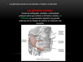 • Las glándulas anexas son las salivales, el hígado y el páncreas
Las glándulas salivales:
Consta de sublinguales, parótidas y submaxilares
producen saliva que contiene un fermento o enzima, LA
PTIALINA, la cual desdobla (digestión) las grandes
moléculas de los hidratos de carbono en moléculas mas
pequeñas.
 