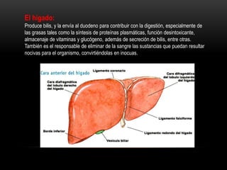 El hígado:
Produce bilis, y la envía al duodeno para contribuir con la digestión, especialmente de
las grasas tales como la síntesis de proteínas plasmáticas, función desintoxicante,
almacenaje de vitaminas y glucógeno, además de secreción de bilis, entre otras.
También es el responsable de eliminar de la sangre las sustancias que puedan resultar
nocivas para el organismo, convirtiéndolas en inocuas.
 