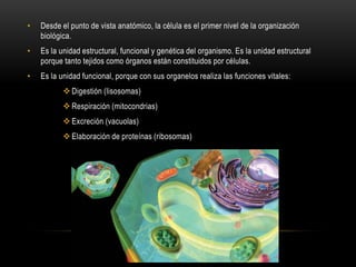• Desde el punto de vista anatómico, la célula es el primer nivel de la organización
biológica.
• Es la unidad estructural, funcional y genética del organismo. Es la unidad estructural
porque tanto tejidos como órganos están constituidos por células.
• Es la unidad funcional, porque con sus organelos realiza las funciones vitales:
 Digestión (lisosomas)
 Respiración (mitocondrias)
 Excreción (vacuolas)
 Elaboración de proteínas (ribosomas)
 