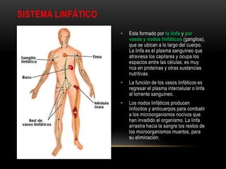 SISTEMA LINFÁTICO
• Esta formado por la linfa y por
vasos y nodos linfáticos (ganglios),
que se ubican a lo largo del cuerpo.
La linfa es el plasma sanguíneo que
atraviesa los capilares y ocupa los
espacios entre las células; es muy
rica en proteínas y otras sustancias
nutritivas.
• La función de los vasos linfáticos es
regresar el plasma intercelular o linfa
al torrente sanguíneo.
• Los nodos linfáticos producen
linfocitos y anticuerpos para combatir
a los microorganismos nocivos que
han invadido al organismo. La linfa
arrastra hacia la sangre los restos de
los microorganismos muertos, para
su eliminación.
 