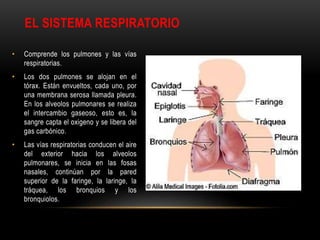 EL SISTEMA RESPIRATORIO
• Comprende los pulmones y las vías
respiratorias.
• Los dos pulmones se alojan en el
tórax. Están envueltos, cada uno, por
una membrana serosa llamada pleura.
En los alveolos pulmonares se realiza
el intercambio gaseoso, esto es, la
sangre capta el oxigeno y se libera del
gas carbónico.
• Las vías respiratorias conducen el aire
del exterior hacia los alveolos
pulmonares, se inicia en las fosas
nasales, continúan por la pared
superior de la faringe, la laringe, la
tráquea, los bronquios y los
bronquiolos.
 