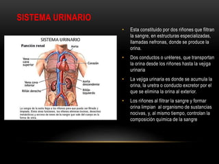 SISTEMA URINARIO
• Esta constituido por dos riñones que filtran
la sangre, en estructuras especializadas,
llamadas nefronas, donde se produce la
orina.
• Dos conductos o uréteres, que transportan
la orina desde los riñones hasta la vejiga
urinaria
• La vejiga urinaria es donde se acumula la
orina, la uretra o conducto excretor por el
que se elimina la orina al exterior.
• Los riñones al filtrar la sangre y formar
orina limpian al organismo de sustancias
nocivas, y, al mismo tiempo, controlan la
composición química de la sangre
 