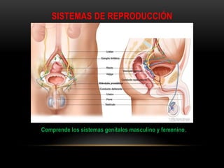 SISTEMAS DE REPRODUCCIÓN
Comprende los sistemas genitales masculino y femenino.
 