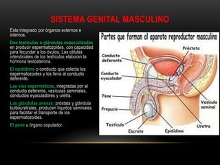 SISTEMA GENITAL MASCULINO
Esta integrado por órganos externos e
internos.
Dos testículos o glándulas especializadas
en producir espermatozoides, con capacidad
para fecundar a los óvulos. Las células
intersticiales de los testículos elaboran la
hormona testosterona.
El epidídimo o conducto que colecta los
espermatozoides y los lleva al conducto
deferente.
Las vías espermáticas, integradas por el
conducto deferente, vesículas seminales,
conductos eyaculadores y uretra.
Las glándulas anexas: próstata y glándula
bulbouretrales, producen líquidos seminales
para facilitar el transporte de los
espermatozoides.
El pene u órgano copulador.
 