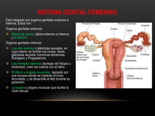SISTEMA GENITAL FEMENINO
Esta integrado por órganos genitales externos e
internos. Estos son:
Órganos genitales externos:
 Monte de venus, labios externos e internos
y el clítoris.
Órganos genitales internos:
 Los dos ovarios o glándulas sexuales, en
cuyo interior se forman los óvulos. Estas
glándulas secretan hormonas femeninas:
Estrógeno y Progesterona.
 Las trompas uterinas (trompas de Falopio u
oviductos), unen los ovarios con el útero.
 El Útero u órgano muscular, tapizado por
una mucosa donde se implanta el óvulo
fecundado, y se desarrolla el feto durante su
gestación.
 La vagina u órgano muscular que facilita la
unión sexual.
 