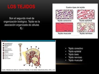 LOS TEJIDOS
Son el segundo nivel de
organización biológico. Tejido es la
asociación organizada de células
Ej.:
• Tejido conectivo
• Tejido epitelial
• Tejido óseo
• Tejido nervioso
• Tejido muscular
 