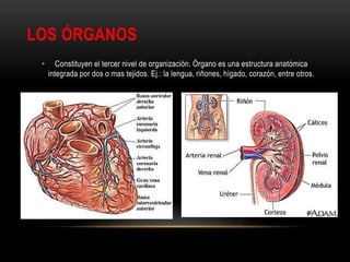 LOS ÓRGANOS
• Constituyen el tercer nivel de organización. Órgano es una estructura anatómica
integrada por dos o mas tejidos. Ej.: la lengua, riñones, hígado, corazón, entre otros.
 