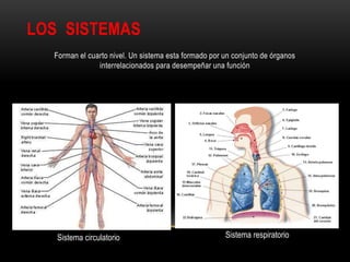 LOS SISTEMAS
Forman el cuarto nivel. Un sistema esta formado por un conjunto de órganos
interrelacionados para desempeñar una función
Sistema circulatorio Sistema respiratorio
 