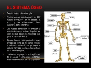 EL SISTEMA ÓSEO
• Es estudiado por la osteología.
• El sistema óseo esta integrado por 206
huesos distribuidos en la cabeza, el
tronco y las extremidades, tanto
superiores como inferiores.
• Los huesos constituyen el armazón y
soporte del cuerpo y sirven de palancas,
sobre las que actúan los músculos para
generar los movimientos.
• Algunos huesos desempeñan funciones
protectoras como los del cráneo y los de
la columna vertebral que protegen al
sistema nervioso central, a los sentidos
y a la medula espinal.
• Los huesos largos producen los glóbulos
de la sangre y almacenan sustancias
minerales necesarias para el organismo
 