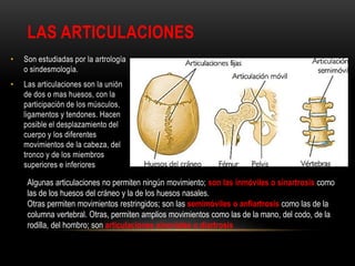 LAS ARTICULACIONES
• Son estudiadas por la artrología
o sindesmología.
• Las articulaciones son la unión
de dos o mas huesos, con la
participación de los músculos,
ligamentos y tendones. Hacen
posible el desplazamiento del
cuerpo y los diferentes
movimientos de la cabeza, del
tronco y de los miembros
superiores e inferiores
Algunas articulaciones no permiten ningún movimiento; son las inmóviles o sinartrosis como
las de los huesos del cráneo y la de los huesos nasales.
Otras permiten movimientos restringidos; son las semimóviles o anfiartrosis como las de la
columna vertebral. Otras, permiten amplios movimientos como las de la mano, del codo, de la
rodilla, del hombro; son articulaciones sinoviales o diartrosis
 