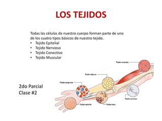 LOS TEJIDOS
2do Parcial
Clase #2
Todas las células de nuestro cuerpo forman parte de uno
de los cuatro tipos básicos de nuestro tejido.
• Tejido Epitelial
• Tejido Nervioso
• Tejido Conectivo
• Tejido Muscular
 