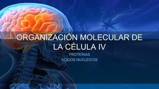 ORGANIZACIÓN MOLECULAR DE
LA CÉLULA IV
PROTEÍNAS
ACIDOS NUCLEICOS
 