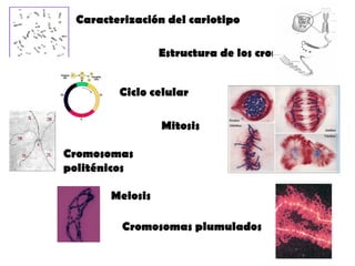 Caracterización del cariotipo

                 Estructura de los cromosomas


        Ciclo celular

                 Mitosis

Cromosomas
politénicos

       Meiosis

         Cromosomas plumulados
 