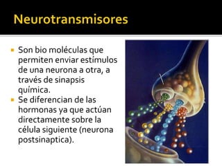  Son bio moléculas que
permiten enviar estímulos
de una neurona a otra, a
través de sinapsis
química.
 Se diferencian de las
hormonas ya que actúan
directamente sobre la
célula siguiente (neurona
postsinaptica).
 