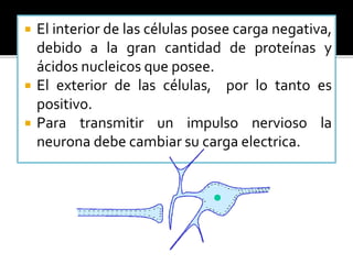  El interior de las células posee carga negativa,
debido a la gran cantidad de proteínas y
ácidos nucleicos que posee.
 El exterior de las células, por lo tanto es
positivo.
 Para transmitir un impulso nervioso la
neurona debe cambiar su carga electrica.
 