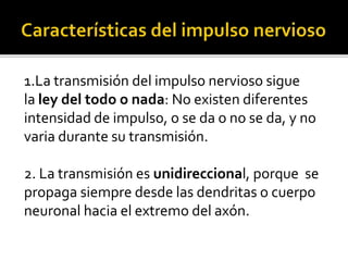 1.La transmisión del impulso nervioso sigue
la ley del todo o nada: No existen diferentes
intensidad de impulso, o se da o no se da, y no
varia durante su transmisión.
2. La transmisión es unidireccional, porque se
propaga siempre desde las dendritas o cuerpo
neuronal hacia el extremo del axón.
 