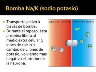  Transporte activo a
través de bomba.
 Durante el reposo, esta
proteína libera al
medio extra celular 3
iones de calcio a
cambio de 2 iones de
potasio, volviendo mas
negativo el interior de
la neurona.
 
