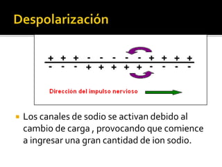  Los canales de sodio se activan debido al
cambio de carga , provocando que comience
a ingresar una gran cantidad de ion sodio.
 