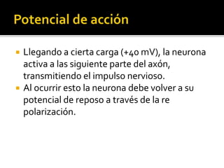  Llegando a cierta carga (+40 mV), la neurona
activa a las siguiente parte del axón,
transmitiendo el impulso nervioso.
 Al ocurrir esto la neurona debe volver a su
potencial de reposo a través de la re
polarización.
 