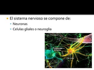  El sistema nervioso se compone de:
 Neuronas
 Celulas gliales o neuroglia
 