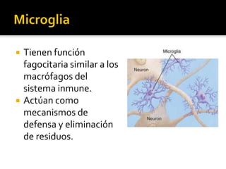  Tienen función
fagocitaria similar a los
macrófagos del
sistema inmune.
 Actúan como
mecanismos de
defensa y eliminación
de residuos.
 